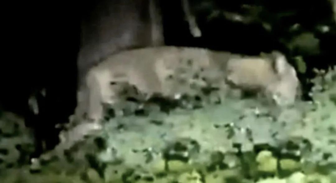 出动大量警力搜索母狮一天一夜后,官方表示危险解除,从来就没有什么母狮-ichn.eu | 人在欧洲