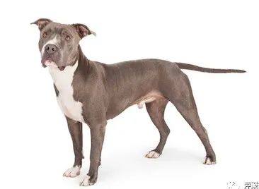 千万不要惹养狗的人-ichn.eu | 人在欧洲