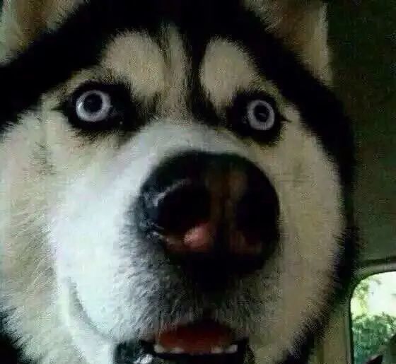 骗子的工作笔记大曝光!他们远比你想象的还要“努力”,这些当千万别上-ichn.eu | 人在欧洲