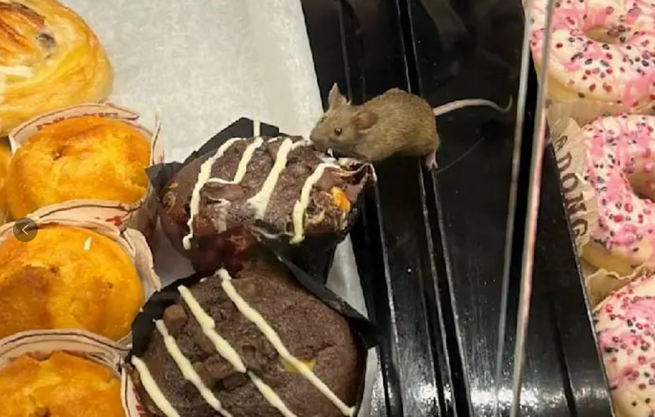 注意! 你在德国超市买的面包有可能是被老鼠啃过的!-ichn.eu | 人在欧洲