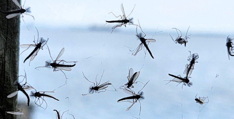 德国洪灾后，度假胜地变“蚊子天堂”，专家支招如何防-ichn.eu | 人在欧洲