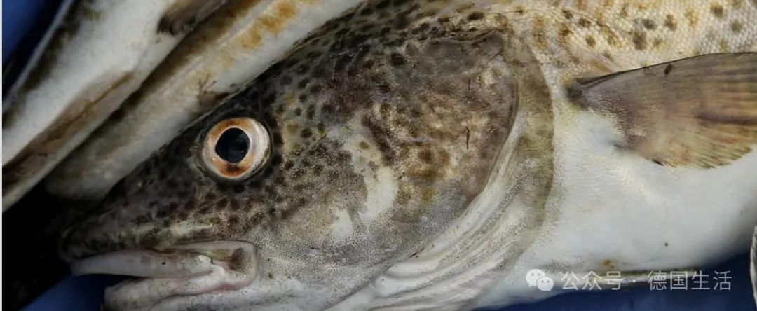 【环境】多种鱼类濒临灭绝,竟是因为模型计算出错-ichn.eu | 人在欧洲