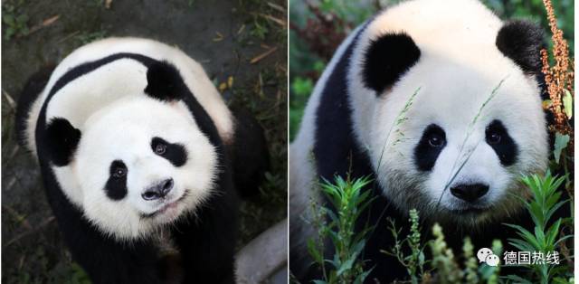 柏林动物园的熊猫宝宝被赋予“与柏林有关的好听、上口-ichn.eu | 人在欧洲