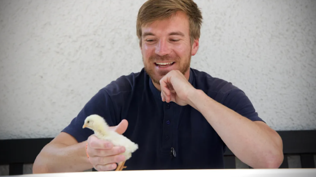 好玩！德国男子用超市鸡蛋成功孵出小鸡！-ichn.eu | 人在欧洲