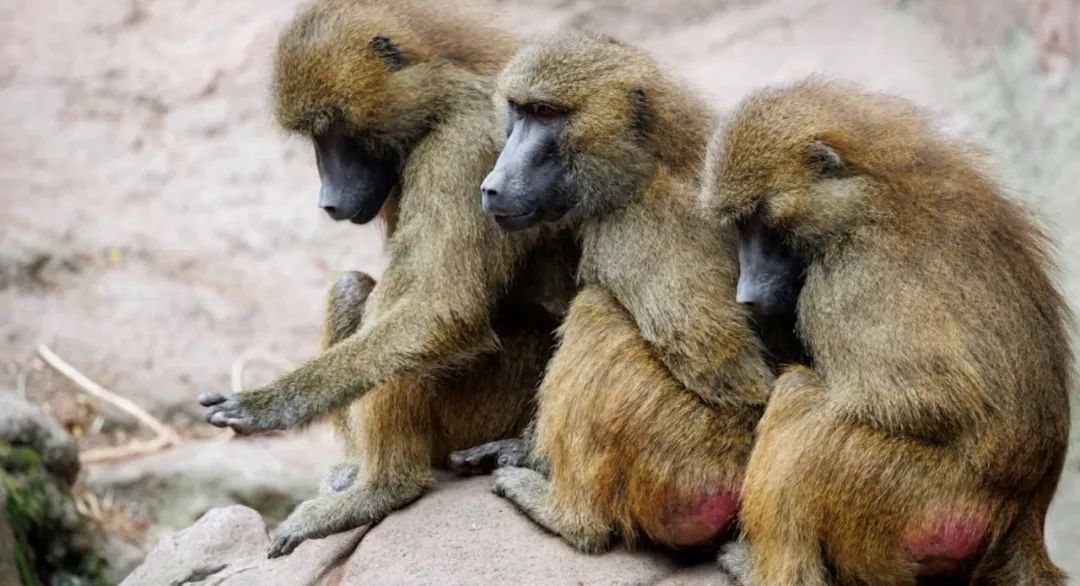 抗议声中执行！德国纽伦堡动物园处死12只狒狒引发巨-ichn.eu | 人在欧洲