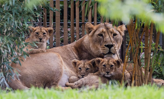 科隆动物园对新生狮宝宝实施安乐死-ichn.eu | 人在欧洲