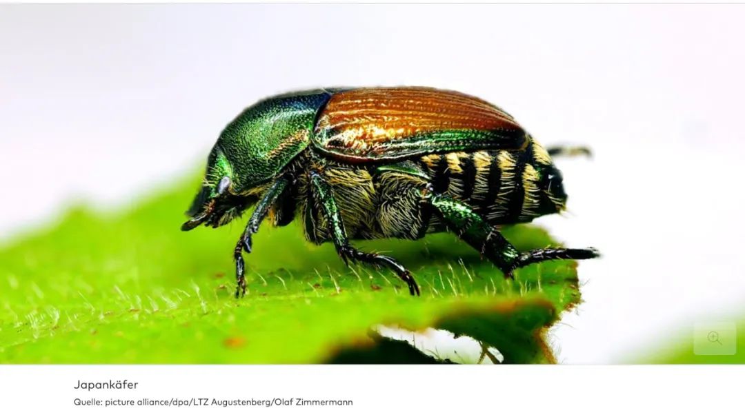 德国首个大城市祭出禁令：弗赖堡为防“日本甲虫”入侵-ichn.eu | 人在欧洲