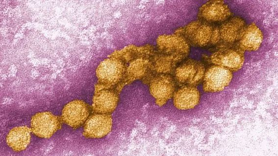 意大利已有数人死于热带病毒-ichn.eu | 人在欧洲