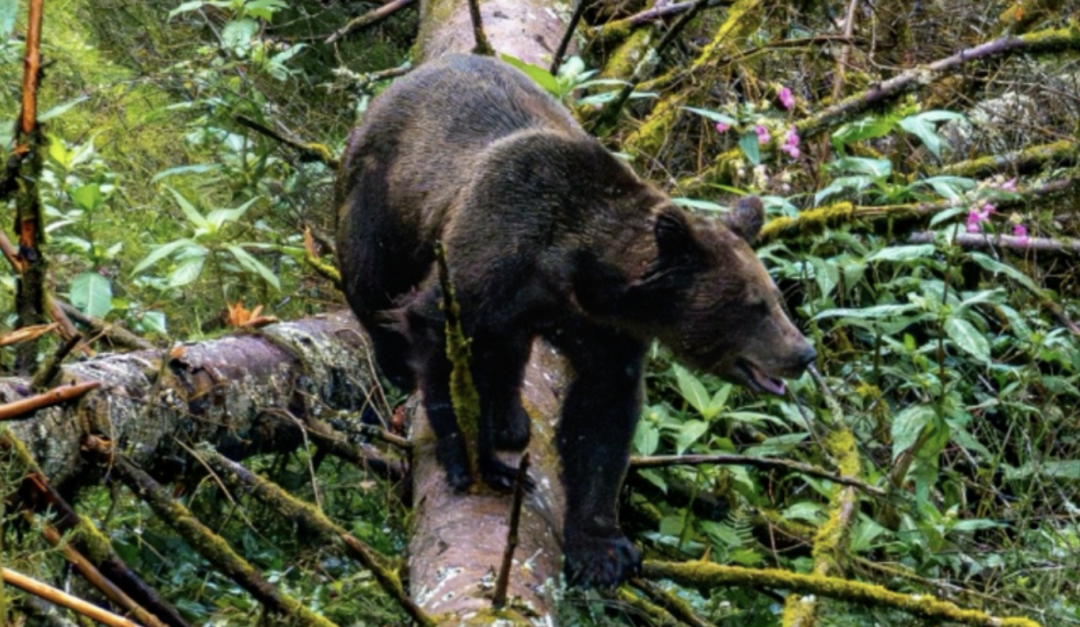 本该枪杀的杀人熊被救下！救它时义愤填膺，如今却说：-ichn.eu | 人在欧洲