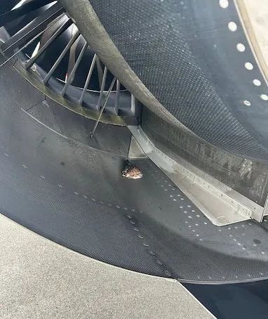 空客飞机机头被秃鹫撞成这样！-ichn.eu | 人在欧洲